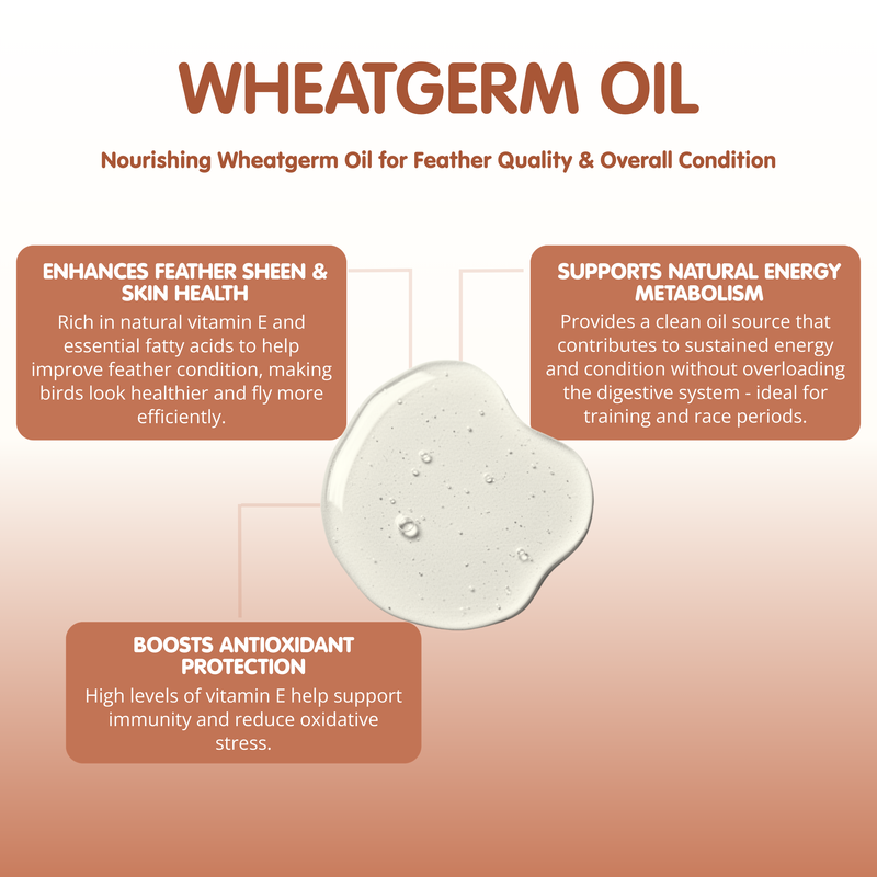 WHEATGERM OIL For Racing Pigeons