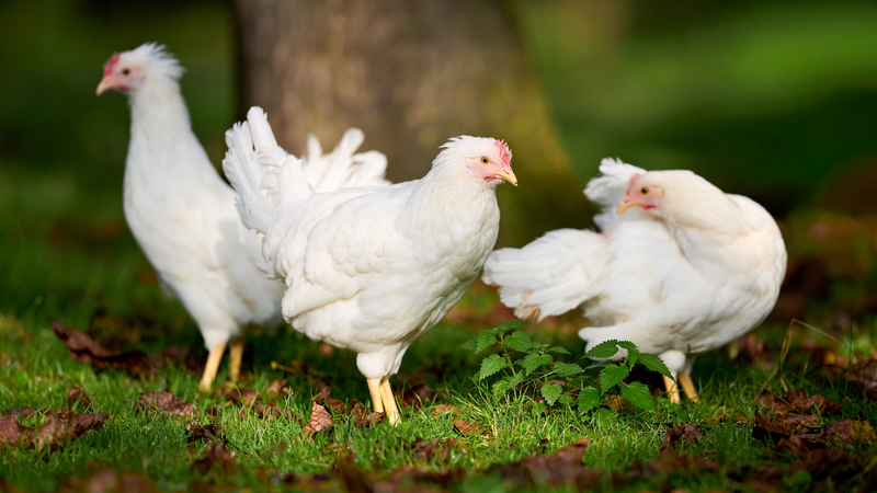 Prevents red mites and other parasites