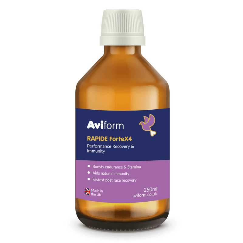 RAPIDE ForteX4 Stamina, Endurance, Recovery and Immunity Supplement for Racing Pigeons