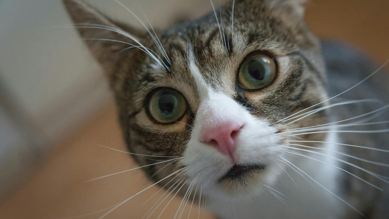 Maximum joint support for cats needing extra care