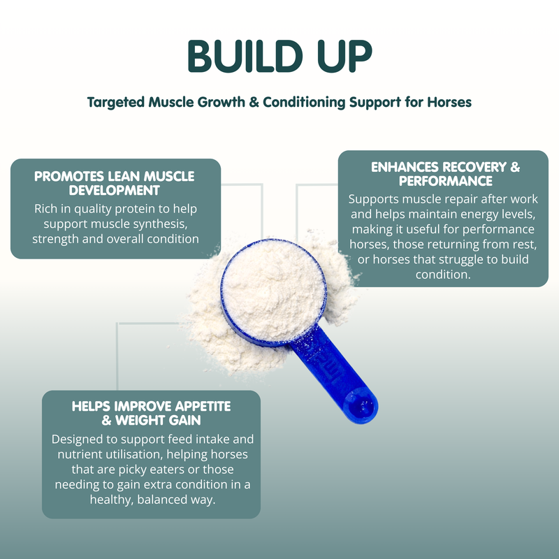 Build Up | Equine Muscle Builder