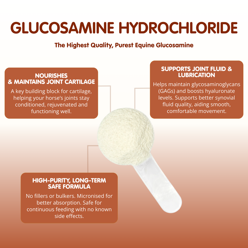 Glucosamine Hydrochloride | Equine Joint Supplement