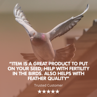 WHEATGERM OIL For Racing Pigeons