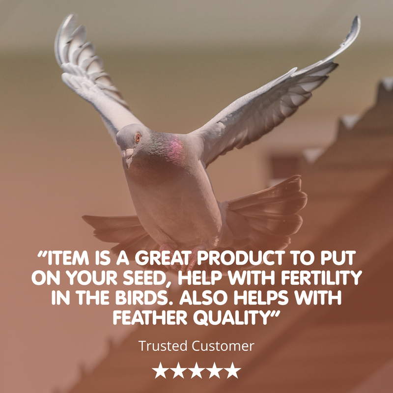 WHEATGERM OIL For Racing Pigeons