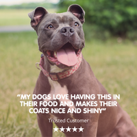 Salmon Oil Plus | Coat and Skin Supplement for Dogs