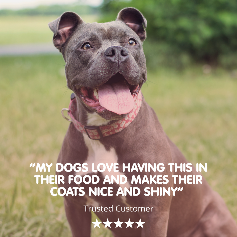 Salmon Oil Plus | Coat and Skin Supplement for Dogs