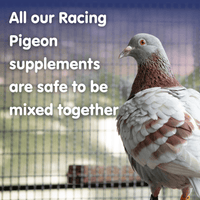 PROTEIN PERFORM Protein for Racing Pigeons