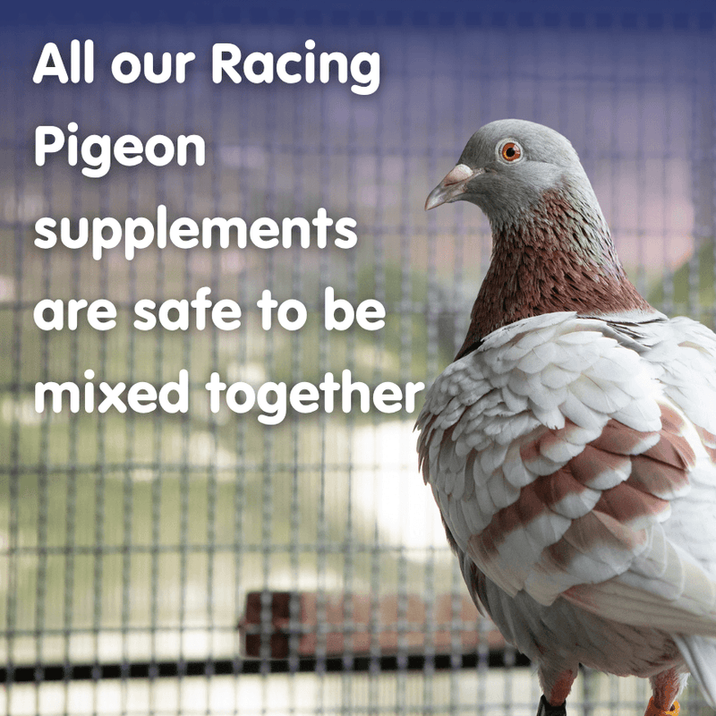 PROTEIN PERFORM Protein for Racing Pigeons