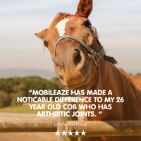 Mobileaze EQ | Bute Substitute for Horses
