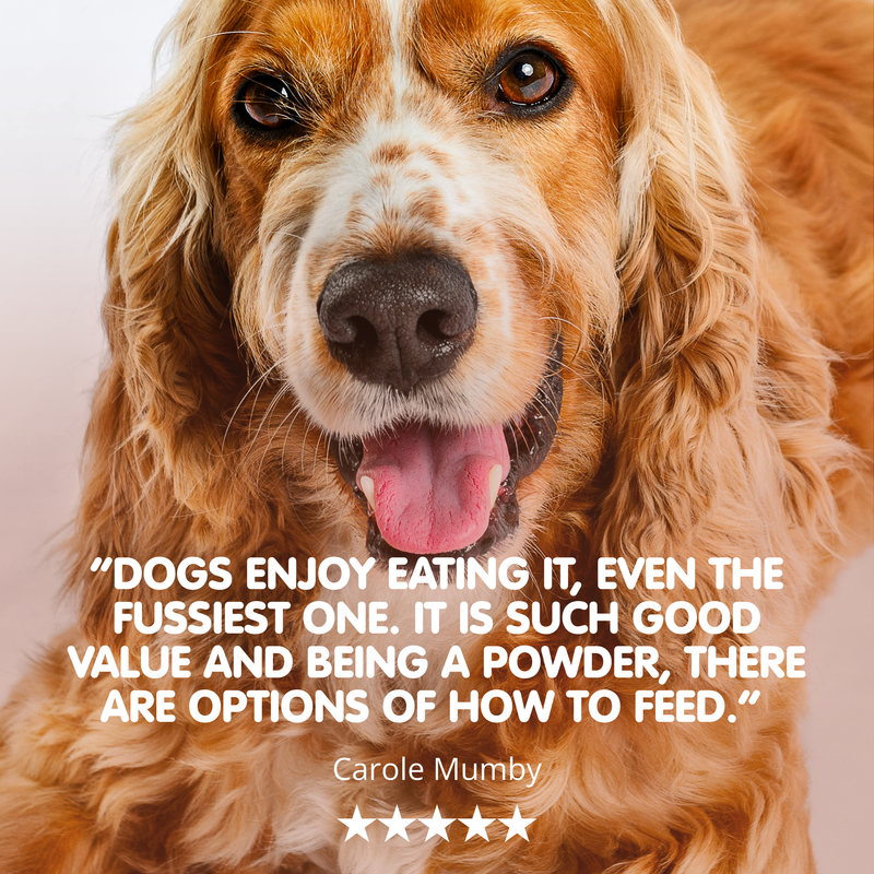 Beef Bone Broth | Powder Supplement for Dogs