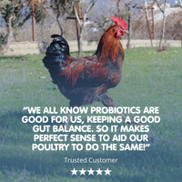 DIGESTIVE STUFF! Probiotic Chicken Recovery Supplement