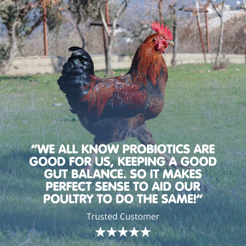 DIGESTIVE STUFF! Probiotic Chicken Recovery Supplement