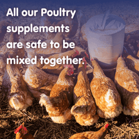 DIGESTIVE STUFF! Probiotic Chicken Recovery Supplement