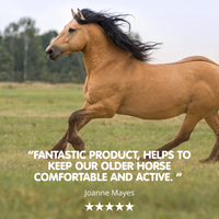Suppleaze Gold | Horse Joint Supplement