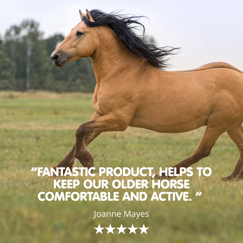 Suppleaze Gold | Horse Joint Supplement