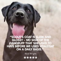 Vitalcoat | Dog Coat and Skin Conditioner