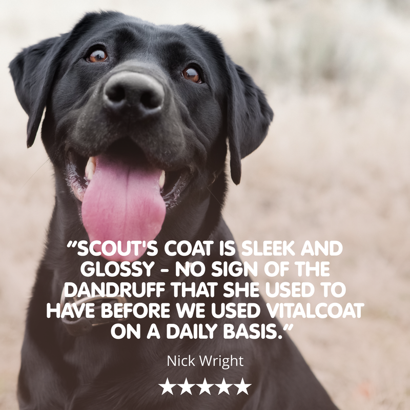 Vitalcoat | Dog Coat and Skin Conditioner