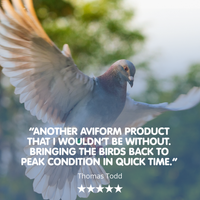PROLYTE Probiotic Post Race Restorative Supplement for Racing Pigeons