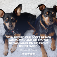 Daily Doggy Dental | Canine Oral Care