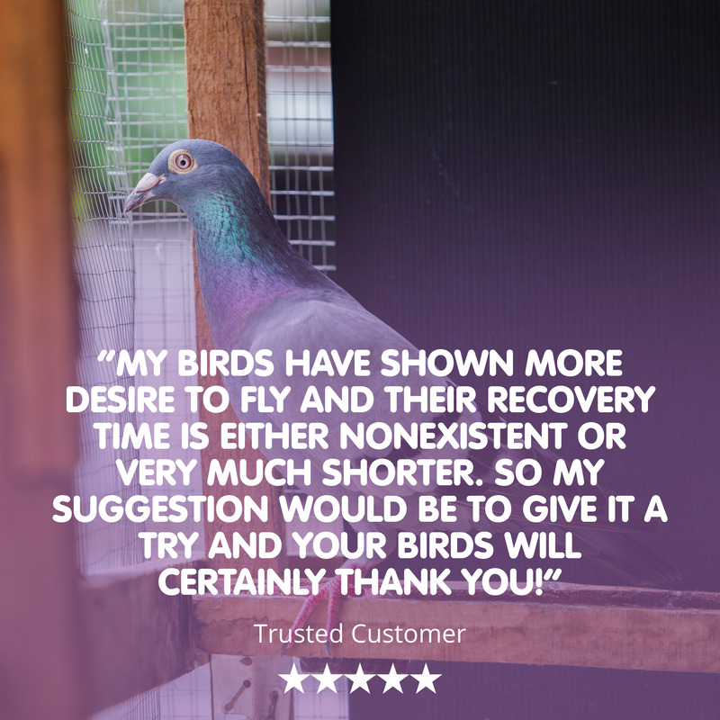 RAPIDE ForteX4 Stamina, Endurance, Recovery and Immunity Supplement for Racing Pigeons