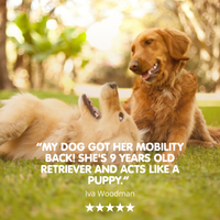 Flexus 10 | Premium Hip and Joint Supplement for Dogs