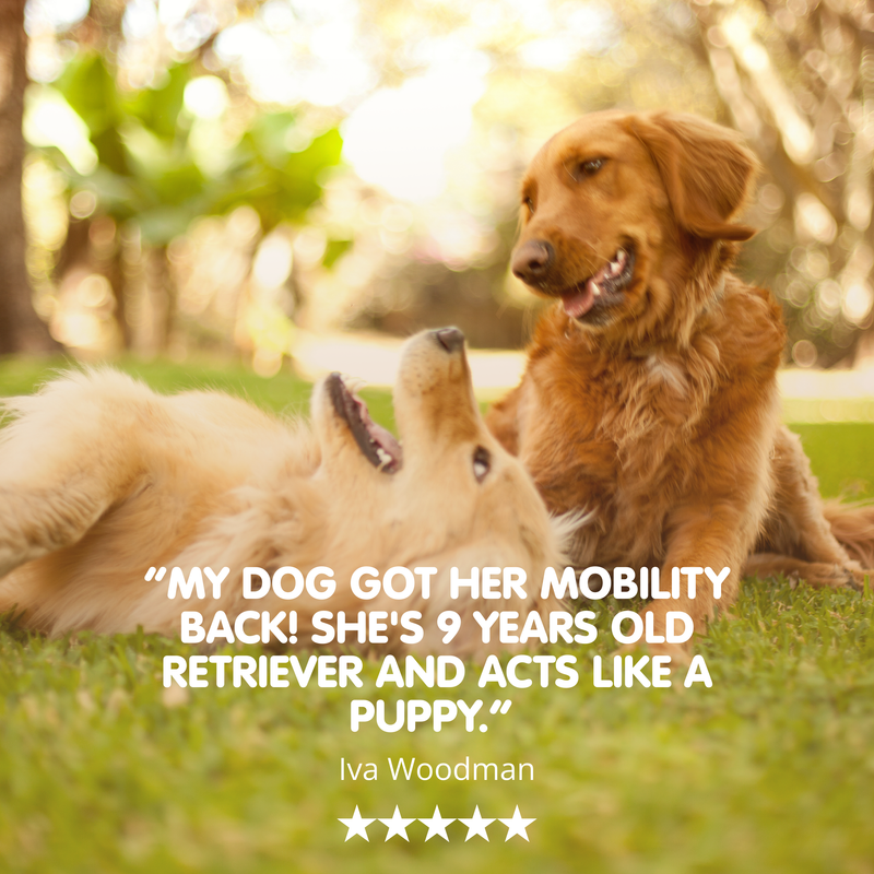 Flexus 10 | Premium Hip and Joint Supplement for Dogs