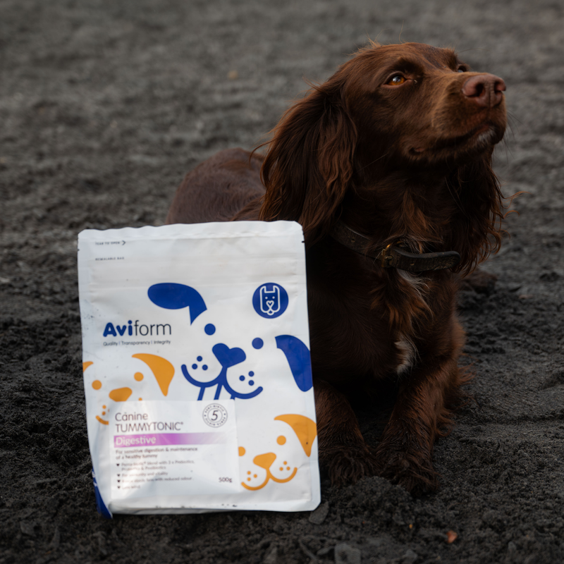 Tummytonic® | New Formula Penta-biotic® Digestive Supplement for Dogs
