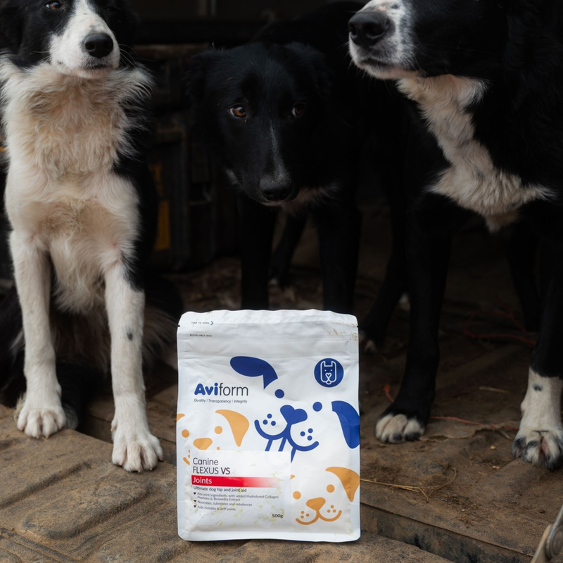Flexus VS | Ultimate Dog Hip and Joint Supplement