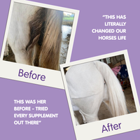 Pro-Choice FWS | Faecal Water Supplement For Horses