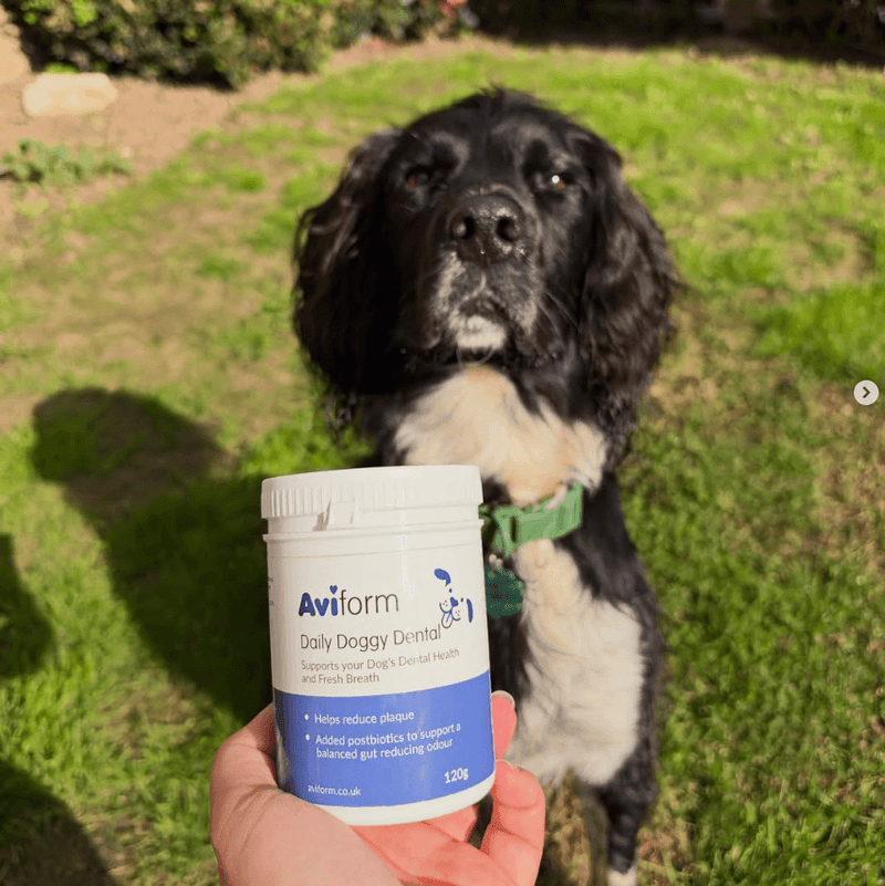 Daily Doggy Dental | Canine Oral Care
