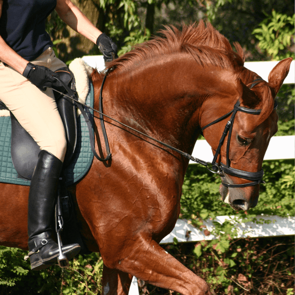 Brown horse being ridden with a person on a green saddle in an outdoor setting