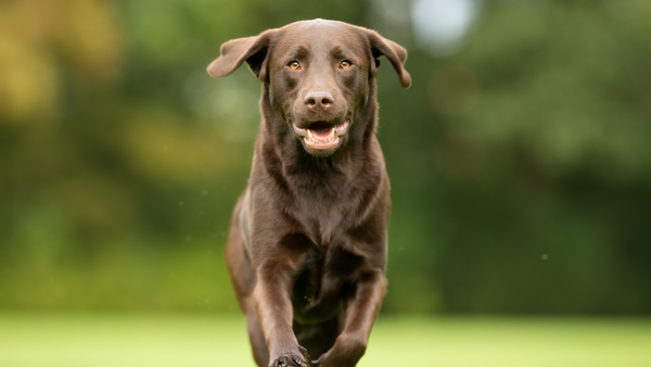 Includes advanced collagen technology (Petagile)