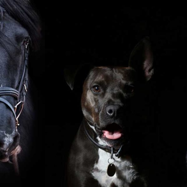 Pigeon, horse, dog, cat and parrot on black background