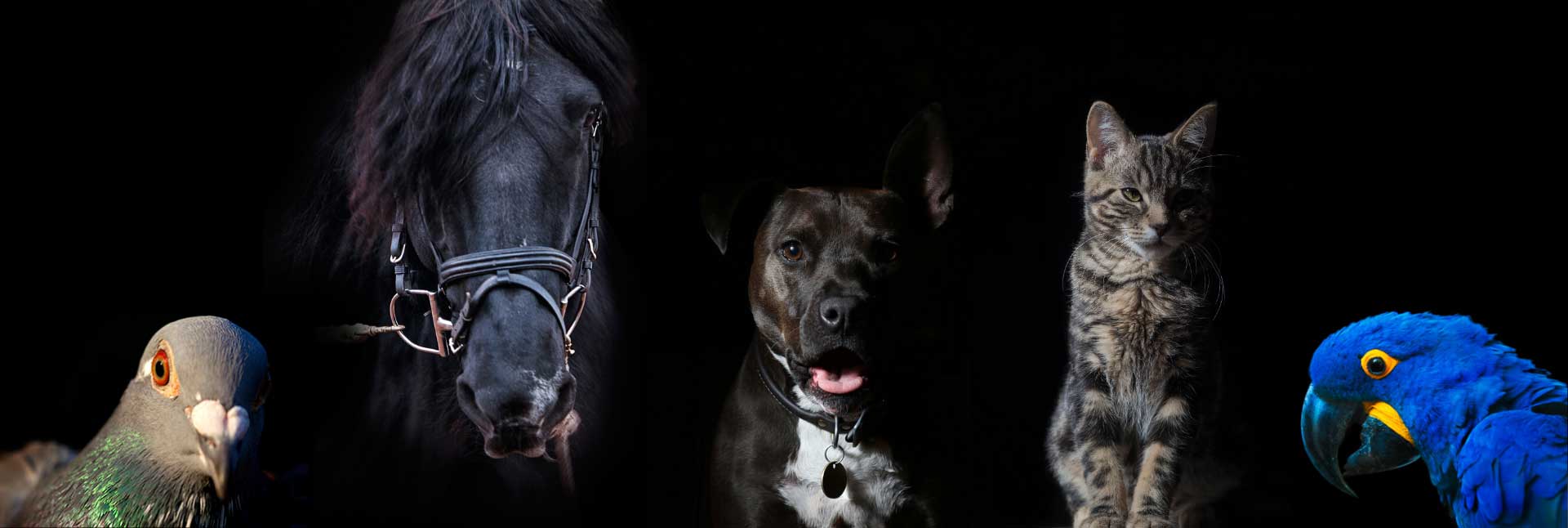 Pigeon, horse, dog, cat and parrot on black background