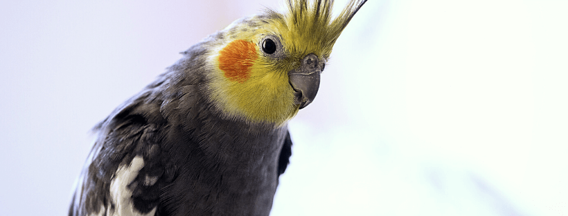 Aviform cage and aviary bird