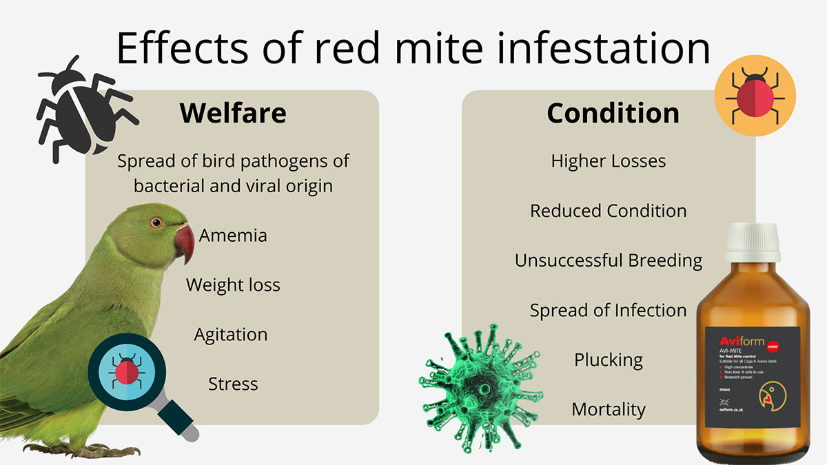 Effects of red mite infestation on aviary birds