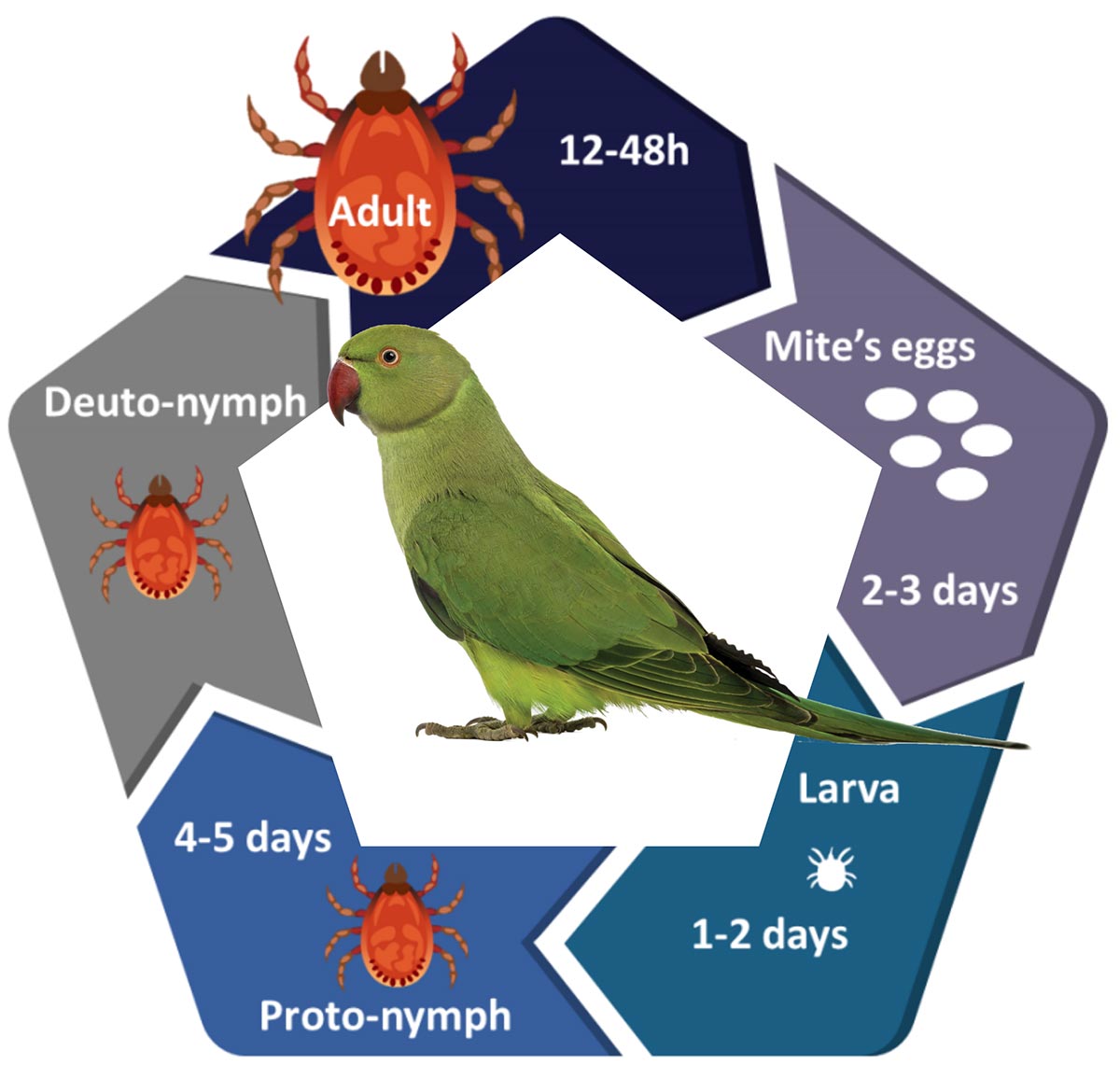 Red mite life cycle