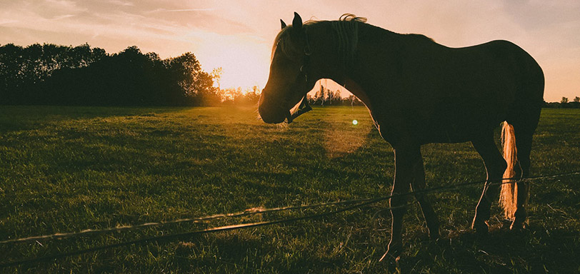 Horse in field at sunset