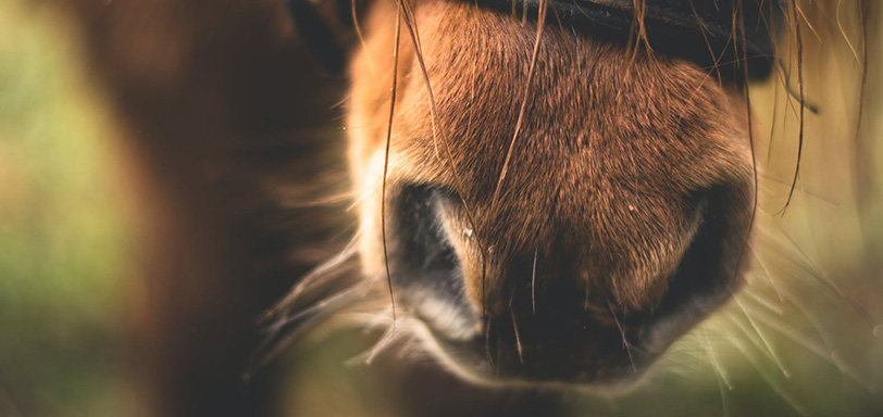 Horse nose close up