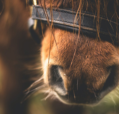 Horse nose close up