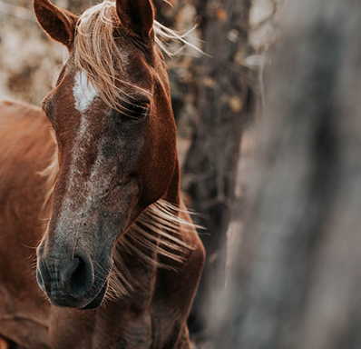 Horse face close up