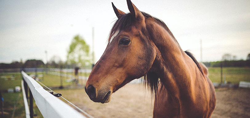 Horse face close up