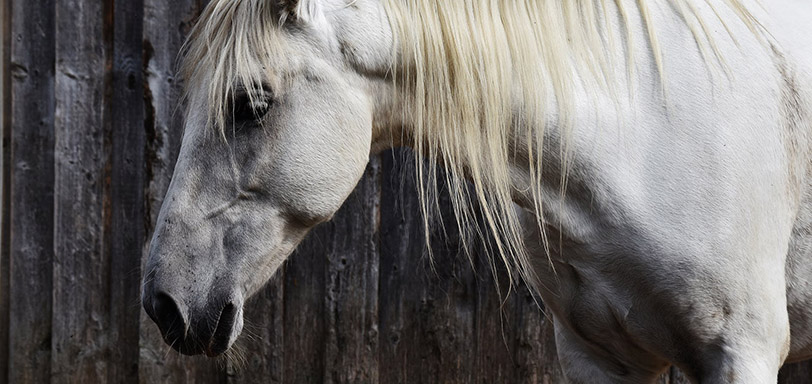 White horse face