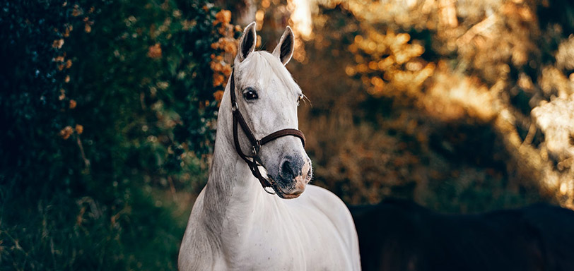 White horse with bridle