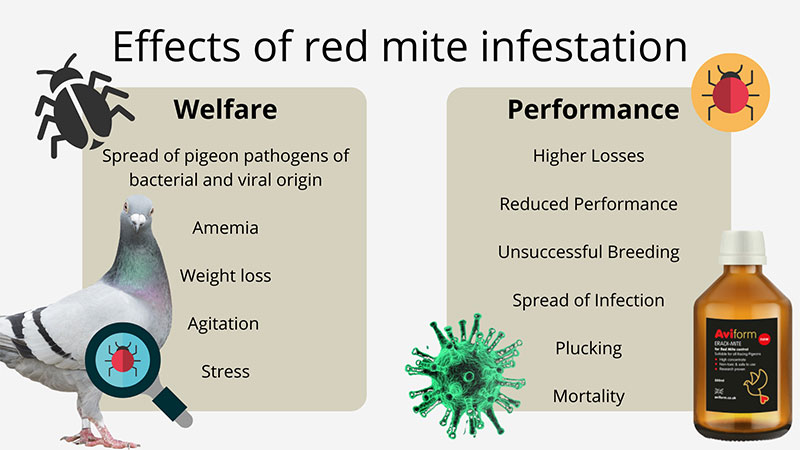 Red mite effects