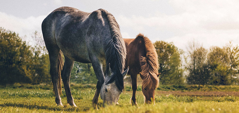 Horses grazing in field