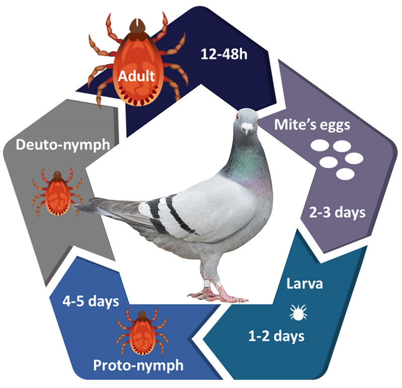 Red mite life cycle