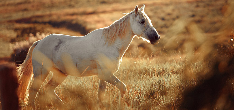 White horse in field