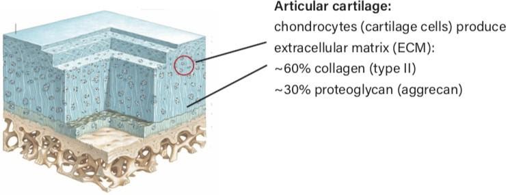 Equine cartilage diagram