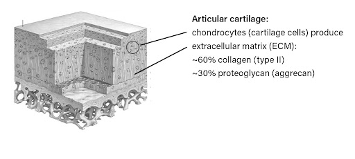 Articular Cartilage